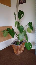 Monstera Deliciosa - Gatenplant - Kamerplant -Luchtzuiverend, Overige soorten, 100 tot 150 cm, Halfschaduw, In pot