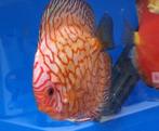 Nieuw binnen!!! discus koppel!!!, Vis, Zoetwatervis