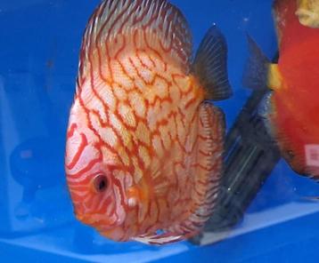 Nieuw binnen!!! discus koppel!!! beschikbaar voor biedingen