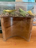 Mierenboerderij met mieren, Dieren en Toebehoren, September, Meerdere dieren