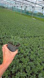 Lavandula Hidcote - winterharde lavendel - Top, Bodembedekkers, Volle zon, Vaste plant, Ophalen of Verzenden