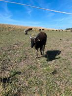 Jonge soay schapen aangeboden, Dieren en Toebehoren, Schapen, Geiten en Varkens, Meerdere dieren, Schaap