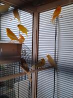 Kanaries van dit jaar., Dieren en Toebehoren, Vogels | Kanaries, Meerdere dieren, Kleurkanarie