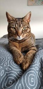 Onze kat zoekt een nieuw fijn huisje, Dieren en Toebehoren, Kater, Kortharig, 6 jaar of ouder