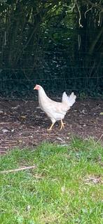Mooi jonge leg kippen leghorn, Dieren en Toebehoren, Pluimvee, Vrouwelijk, Kip