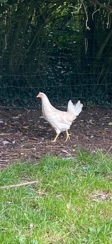 Mooi jonge leg kippen leghorn beschikbaar voor biedingen
