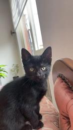 Lieve jong poesje van twee en half maand ,, Dieren en Toebehoren, Katten en Kittens | Overige Katten, Poes
