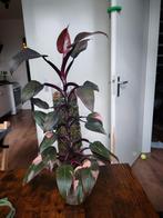 Philodendron pink princess on moss pole, reverted, Huis en Inrichting, Kamerplanten, Ophalen, Overige soorten, Minder dan 100 cm