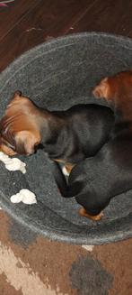 Jack Russell pups, Dieren en Toebehoren, Honden | Jack Russells en Terriërs, Jack Russell Terriër, Meerdere, Meerdere dieren, Nederland