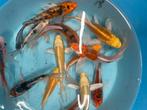 Mooie vlinder kois, Dieren en Toebehoren, Vissen | Vijvervissen, Karper of Koi