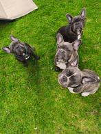 Franse bulldog met alle vaccinaties, België, Particulier, Rabiës (hondsdolheid), 15 weken tot 1 jaar