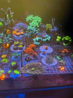 Koraal/stekken/zzeaquarium, Overige typen