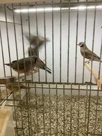 Bandvinken, Dieren en Toebehoren, Meerdere dieren