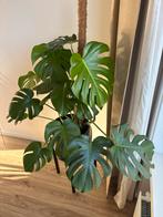Monstera - Voor de plantenliefhebber!, Huis en Inrichting, Kamerplanten, Ophalen, 100 tot 150 cm, Overige soorten, Halfschaduw