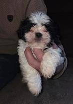 ...PRACHTIGE RASZUIVERE SHIH-TZU PUP..., Parvo, Overige rassen, 8 tot 15 weken, Meerdere