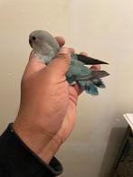 Agapornis babys, Dieren en Toebehoren, Vogels | Parkieten en Papegaaien, Geslacht onbekend, Dwergpapegaai of Agapornis, Geringd