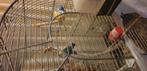 4 mooie en gezonde agaponissen met kooi tekoop 2 jaar, Dieren en Toebehoren, Vogels | Overige Vogels, Meerdere dieren