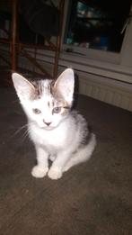 kittens nog maar 3over die mogen 16 oktober netsje verlaten, Dieren en Toebehoren, Katten en Kittens | Overige Katten, Poes, 0 tot 2 jaar