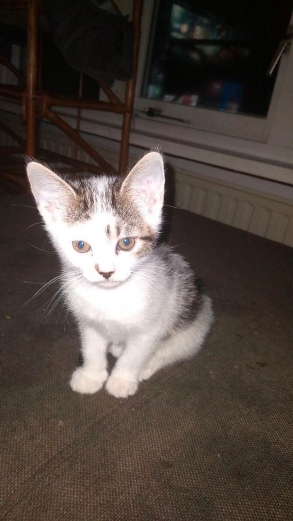 kittens nog maar 3over die mogen 16 oktober netsje verlaten, Dieren en Toebehoren, Katten en Kittens | Overige Katten, Poes, 0 tot 2 jaar