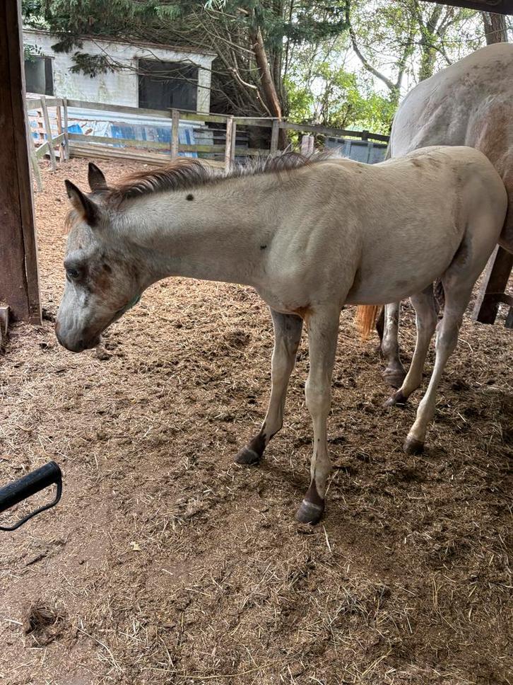 Appaloosa few spot hengstveulen, Dieren en Toebehoren, Paarden, Hengst, 0 tot 2 jaar