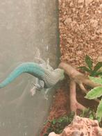 Phelsuma standingii, Dieren en Toebehoren, Reptielen en Amfibieën, Hagedis