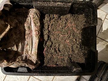 Wormenhotel/wormen/vermicompost/hengelsport beschikbaar voor biedingen