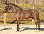 ️gezocht Grote D springpony ️, Dieren en Toebehoren, Pony's, Meerdere dieren, 3 tot 6 jaar