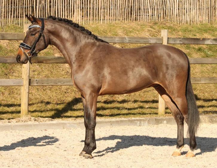 ️gezocht Grote D springpony ️, Dieren en Toebehoren, Pony's, Meerdere dieren, 3 tot 6 jaar