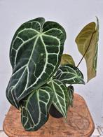 Anthurium Crystallinum Hybriden p17 (1), Huis en Inrichting, Kamerplanten, Ophalen of Verzenden, Halfschaduw, Minder dan 100 cm