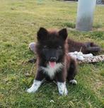 Eurasier puppy's, Dieren en Toebehoren, België, Particulier, 8 tot 15 weken, Poolhond