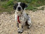 Domino een grappig en heel vrolijk (klein) hondje, Dieren en Toebehoren, Honden | Niet-rashonden, Particulier, Rabiës (hondsdolheid)