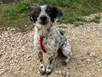 Domino een grappig en heel vrolijk (klein) hondje beschikbaar voor biedingen