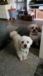 Hondenoppas gezocht voor ons twee lieve hondjes!