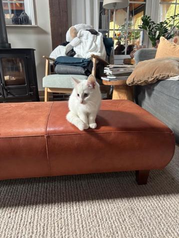 Kitten  beschikbaar voor biedingen