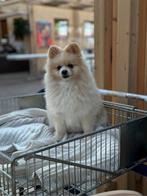Pomeriaan dwergskees, Dieren en Toebehoren, Honden | Poolhonden, Keeshonden en Oertypen, Overige rassen, Teef, Eén hond, 3 tot 5 jaar