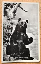 ansichtkaart van Blijdorp Rotterdam, bruintje beer., Verzamelen, Verzenden, 1940 tot 1960, Hond of Kat