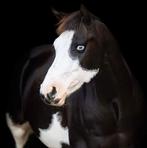 Prachtig mooie en lieve paint ruin, Dieren en Toebehoren, Paarden, Minder dan 160 cm, Gechipt, Ruin, 7 tot 10 jaar