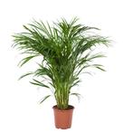 Areca / Dypsis Palm, Huis en Inrichting, Kamerplanten, Minder dan 100 cm, Palm, Halfschaduw, Verzenden