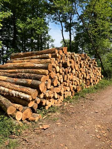 Brandhout, openhaardhout boomstammen Berken beschikbaar voor biedingen
