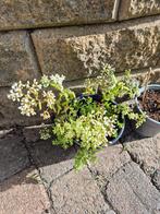 sedum, Tuin en Terras, Planten | Tuinplanten, Ophalen, Zomer, Overige soorten, Volle zon