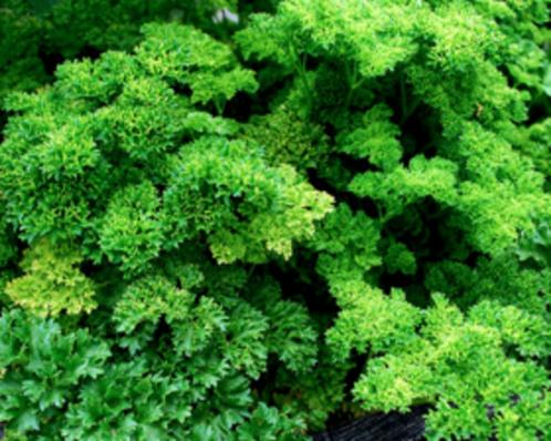 Peterselie Triplex, Tuin en Terras, Bloembollen en Zaden, Zaad, Voorjaar, Halfschaduw, Ophalen of Verzenden