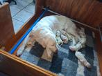 Prachtige nest lichte golden retriever pups, Dieren en Toebehoren, Golden retriever, 8 tot 15 weken, CDV (hondenziekte), Meerdere
