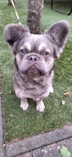 Nieuw warm mandje gezocht voor onze lieve Fluffy Franse Bull, Dieren en Toebehoren, Honden | Bulldogs, Pinschers en Molossers