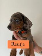 Prachtige teckel pups, CDV (hondenziekte), 8 tot 15 weken, Korthaar, Dwerg