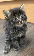 Maine Coon X Europese korthaar, Dieren en Toebehoren, Meerdere dieren, Ontwormd, 0 tot 2 jaar