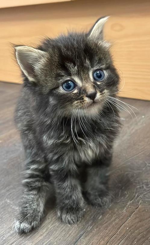 Maine Coon X Europese korthaar, Dieren en Toebehoren, Katten en Kittens | Raskatten | Langhaar, Meerdere dieren, 0 tot 2 jaar