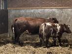 Verbeterd roodbont dikbil zoogstel, Dieren en Toebehoren, Runderen, Vrouwelijk, 0 tot 2 jaar