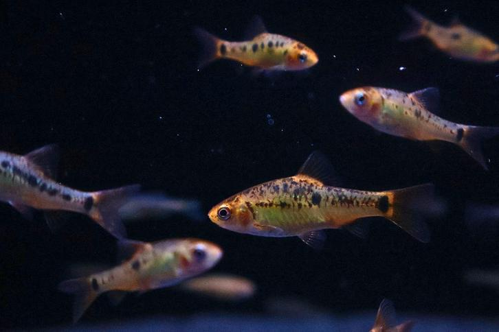 Schuberti Barbeel, Dieren en Toebehoren, Vissen | Aquariumvissen, Zoetwatervis, Vis