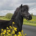Lieve Dartmoor x Shetlander hengst, Dieren en Toebehoren, Pony's, Onbeleerd, Hengst, Gechipt, 0 tot 2 jaar