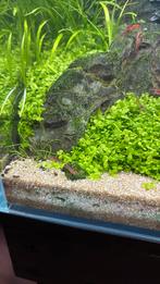 Rode garnalen, Dieren en Toebehoren, Vissen | Aquariumvissen, Kreeft, Krab of Garnaal